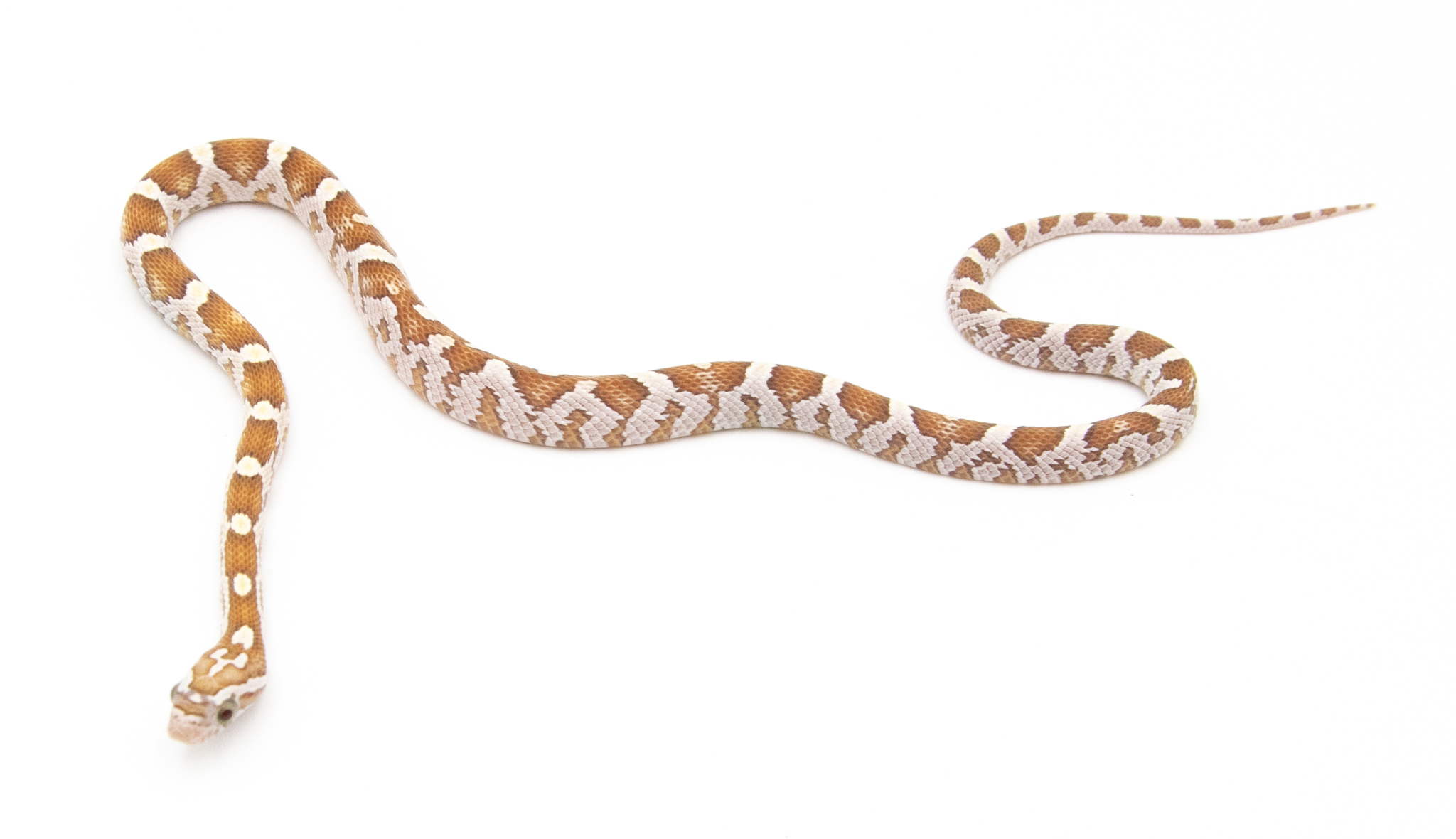 Serpent des blés - Pantherophis guttatus Goldust