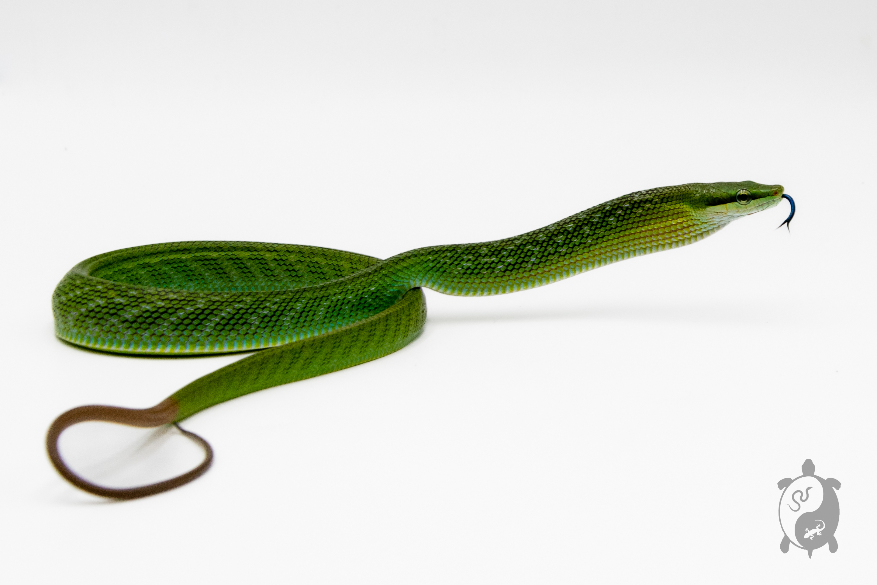 Gonyosoma oxycephalum - Serpent ratier des mangroves - NC 2022 