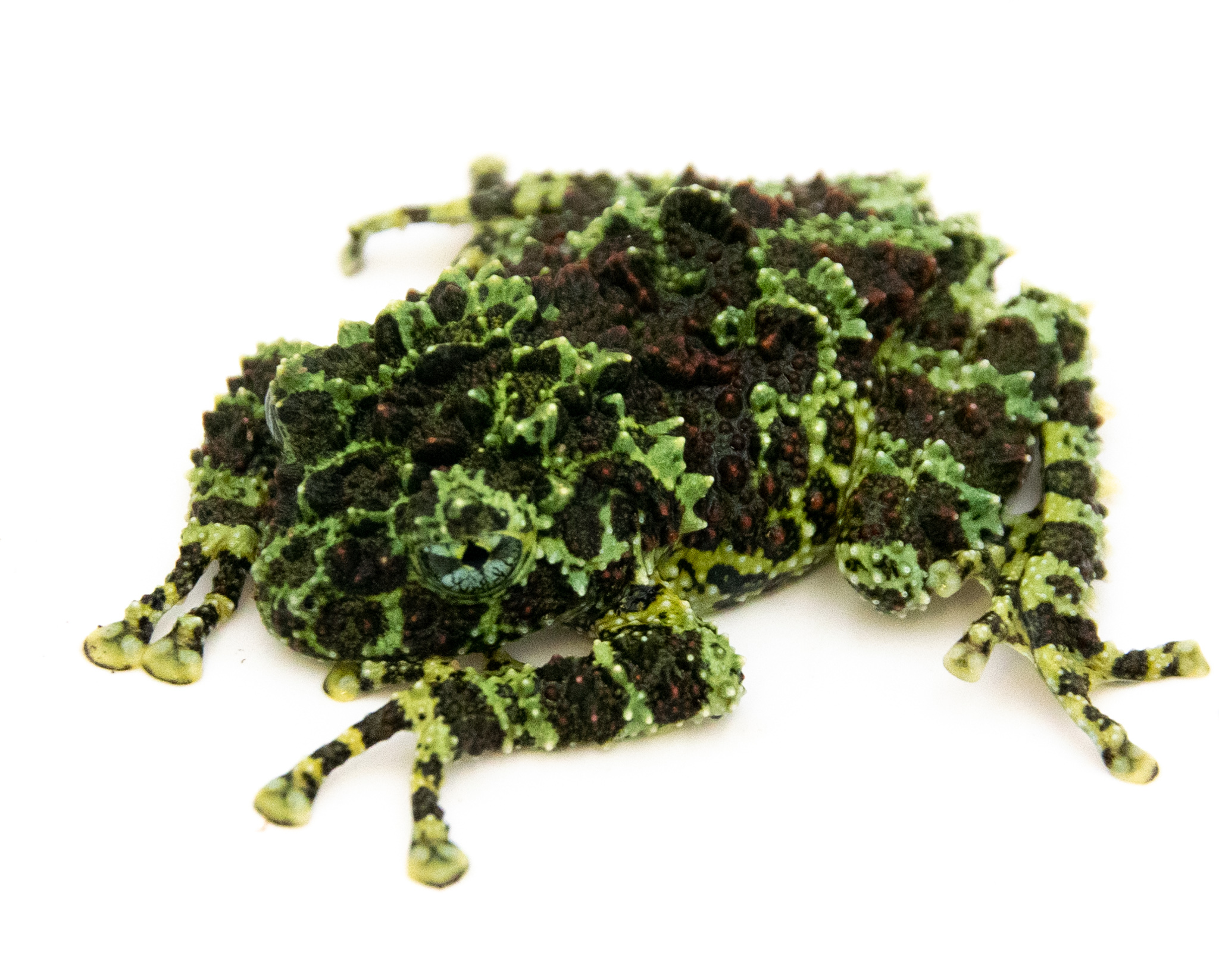Theloderma corticale - Grenouille mousse