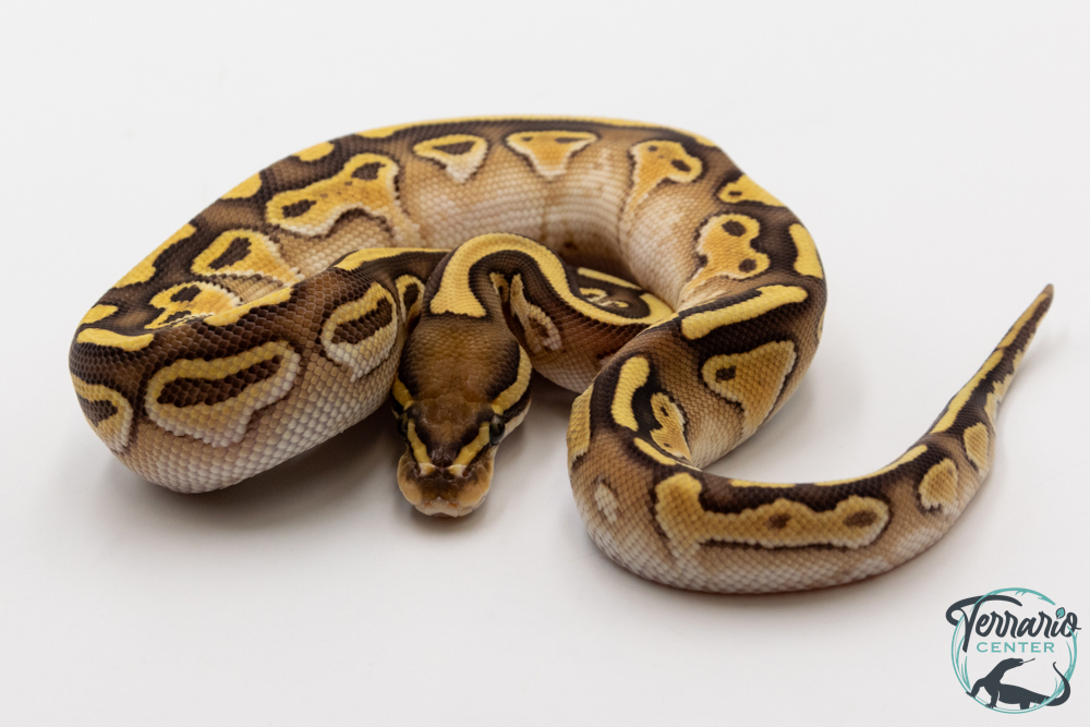 Python royal - Python regius Lesser het Clown