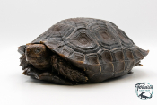 Manouria Emys Emys - Tortue brune de Birmanie