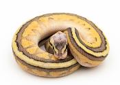 Python royal - Python regius Butter Pastel genetic stripe C102