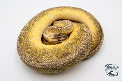 Python royal - Python regius Super Pastel Genetic Stripe - Adulte