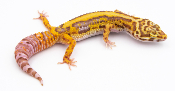EJ90 - Gecko Léopard - Eublepharis Macularius Bold Stripe Bell - non sexé - NC 2021