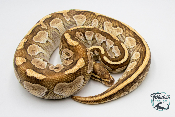Python royal - Python regius Butter Gravel - Adulte