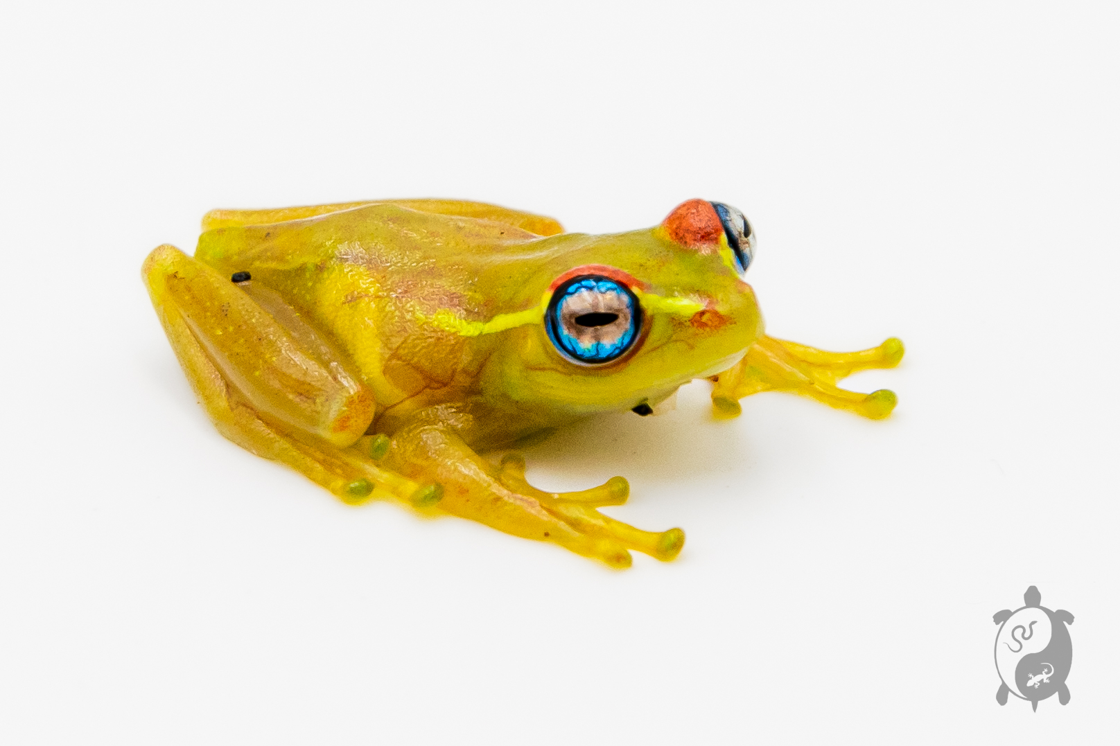 Boophis rappiodes