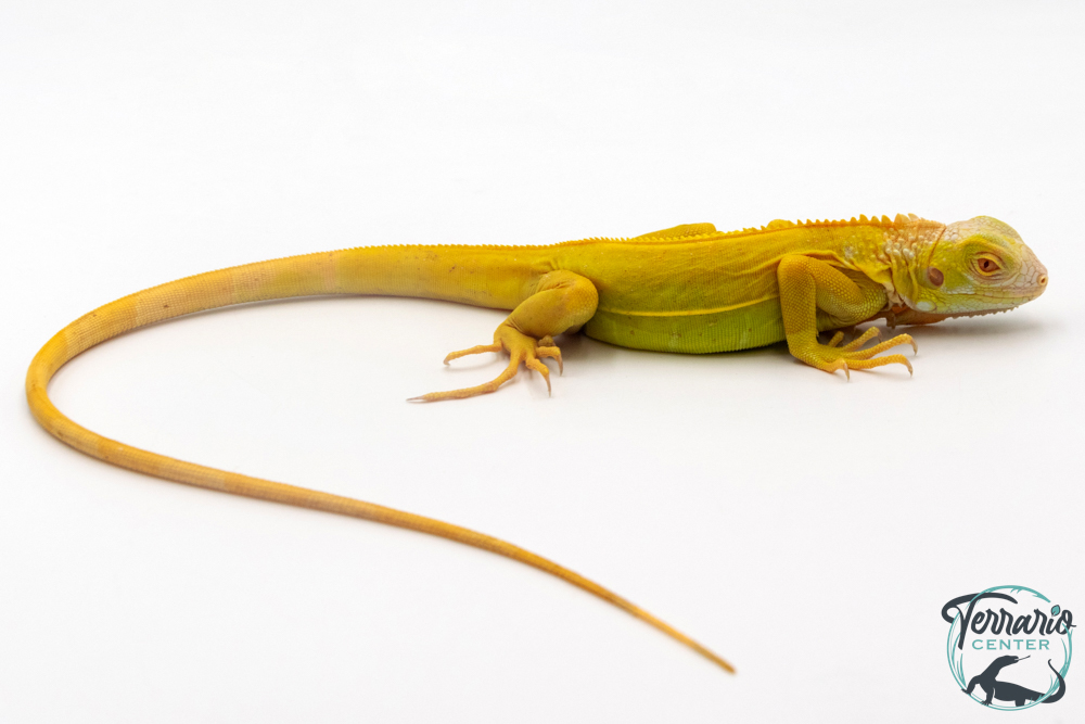 Iguana iguana - Iguane Vert juvénile - Albinos