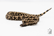 Candoia paulsoni tasmai - Boa du pacifique - Black White - Femelle 250228500109033