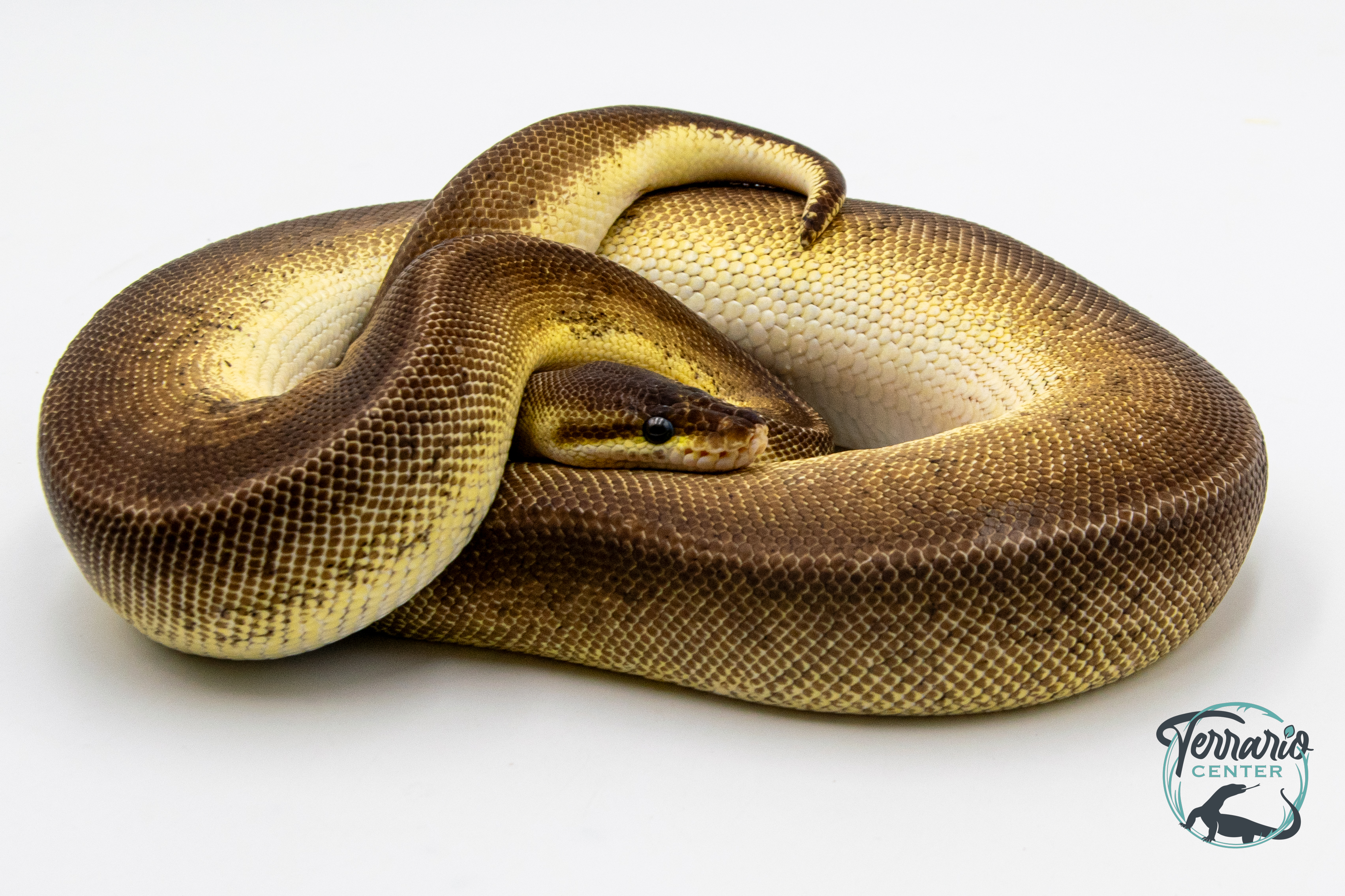 Python royal - Python regius Bongo Pewter - Adulte