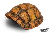 Carapace de Tortue - Grotte- 30x24x14cm