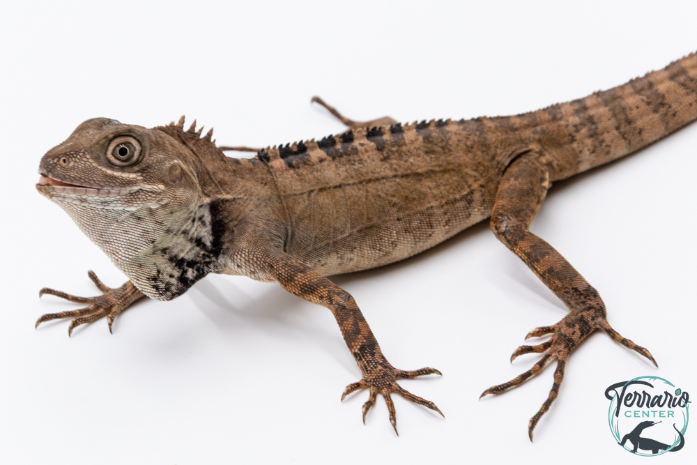 Hypsilurus godeffroyi - Dragon des forêts du nord