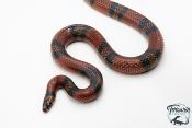 Lampropeltis triangulum hondurensis - Serpent faux corail - Mâle Adulte