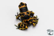 Dendrobates leucomelas - Rainette jaguar