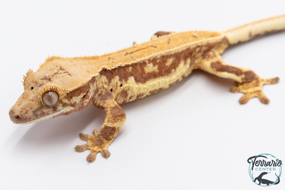 Correlophus ciliatus Lily White - Gecko à crête - NC 2025 -  30