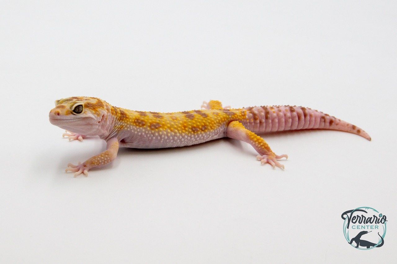 EM33 - Gecko Léopard - Eublepharis Macularius Tremper - Mâle