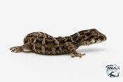 Hemidactylus imbricatus - Gecko vipère 