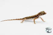 Stenodactylus petrii - Gecko des dunes