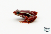 Epipedobates tricolor - Dendrobate tricolor