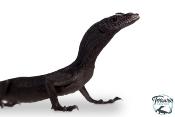 Varanus beccarii - Varan noir arboricole