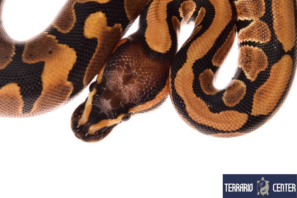 Python regius Scaleless Head