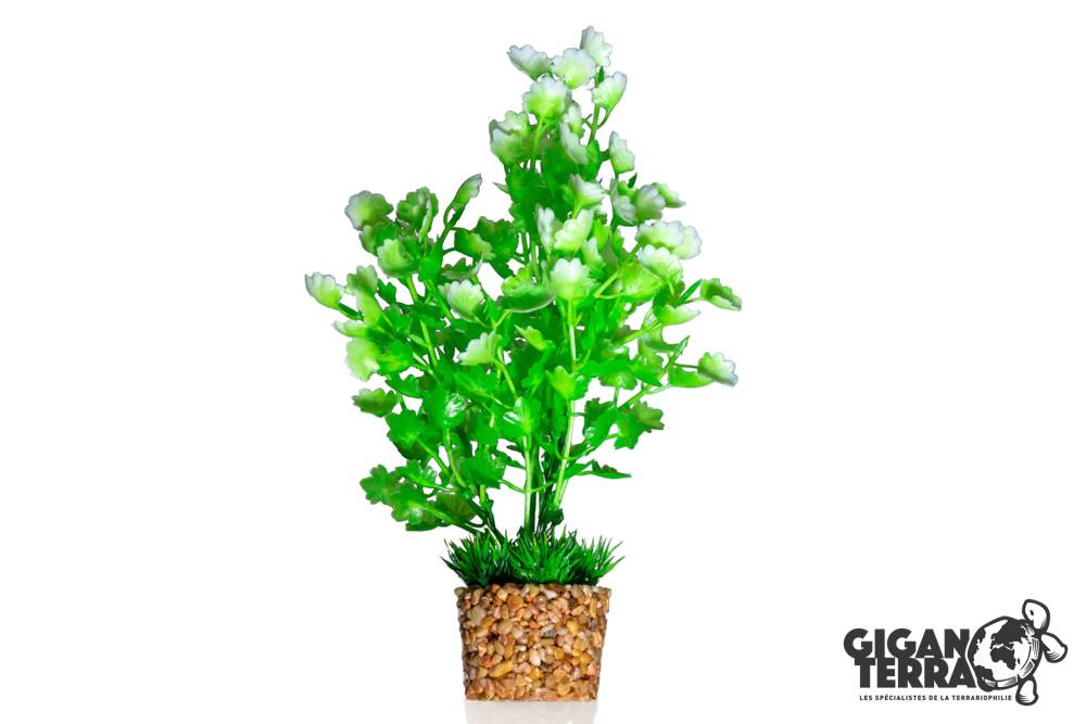 Plante Aqua 675 - H 20cm