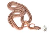 Serpent des blés - Pantherophis guttatus Pastel ligné