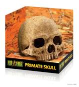 Primate skull