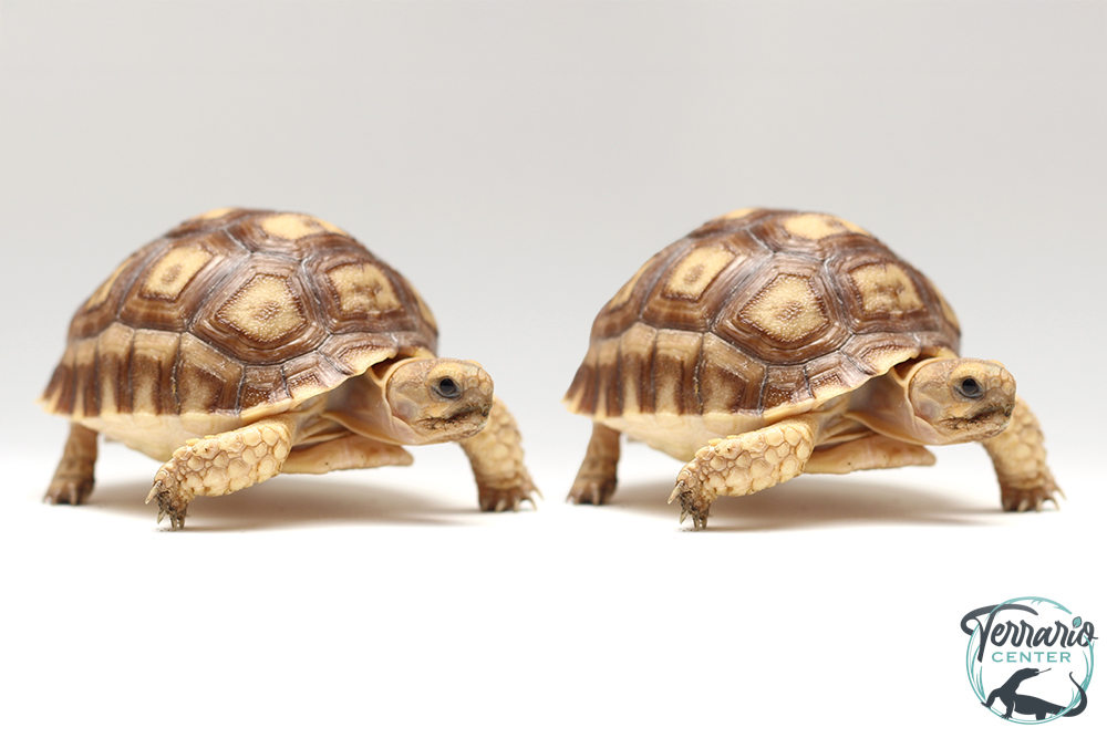 Centrochelys sulcata 5cm - Tortue sillonnée - Duo