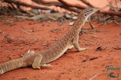 Varanus tristis orientalis  - Varan moucheté - NC FRANCE 2026