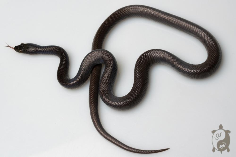 Boaedon fuliginosus Black Juvéniles - Serpent des maisons africain