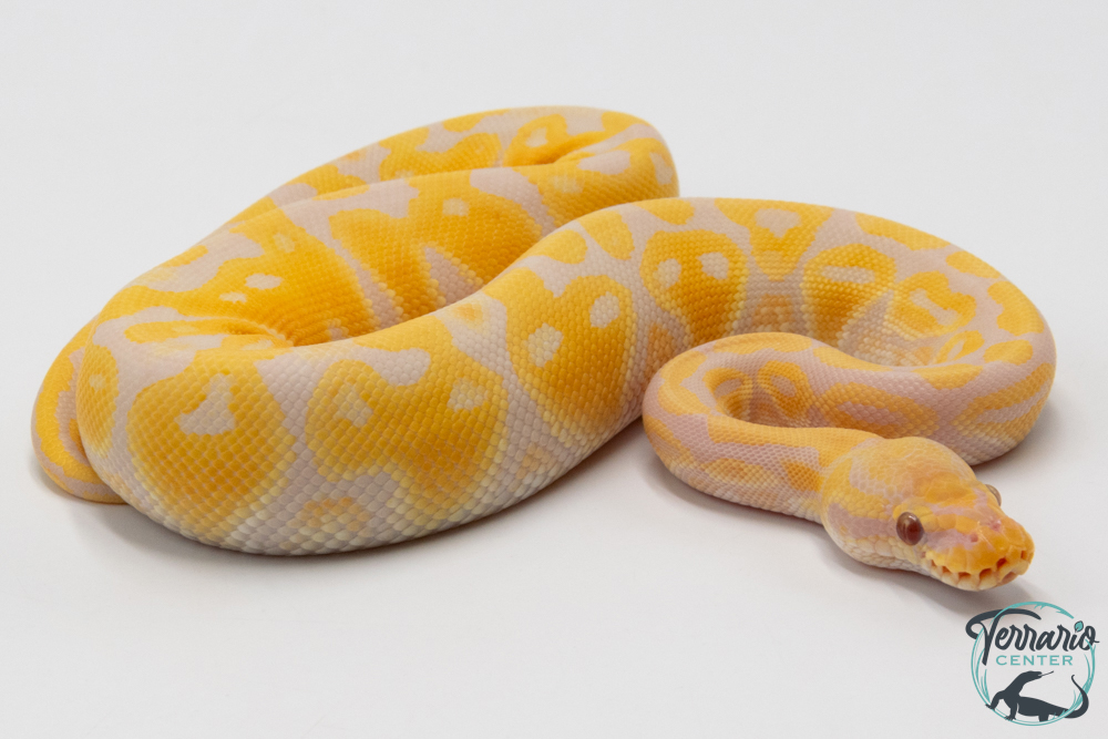 Python royal - Python regius Lavender Pastel