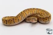 Python royal - Python regius Lemon Blast Mojave