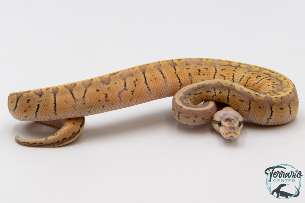 Python royal - Python regius Super Blast Yellow Belly