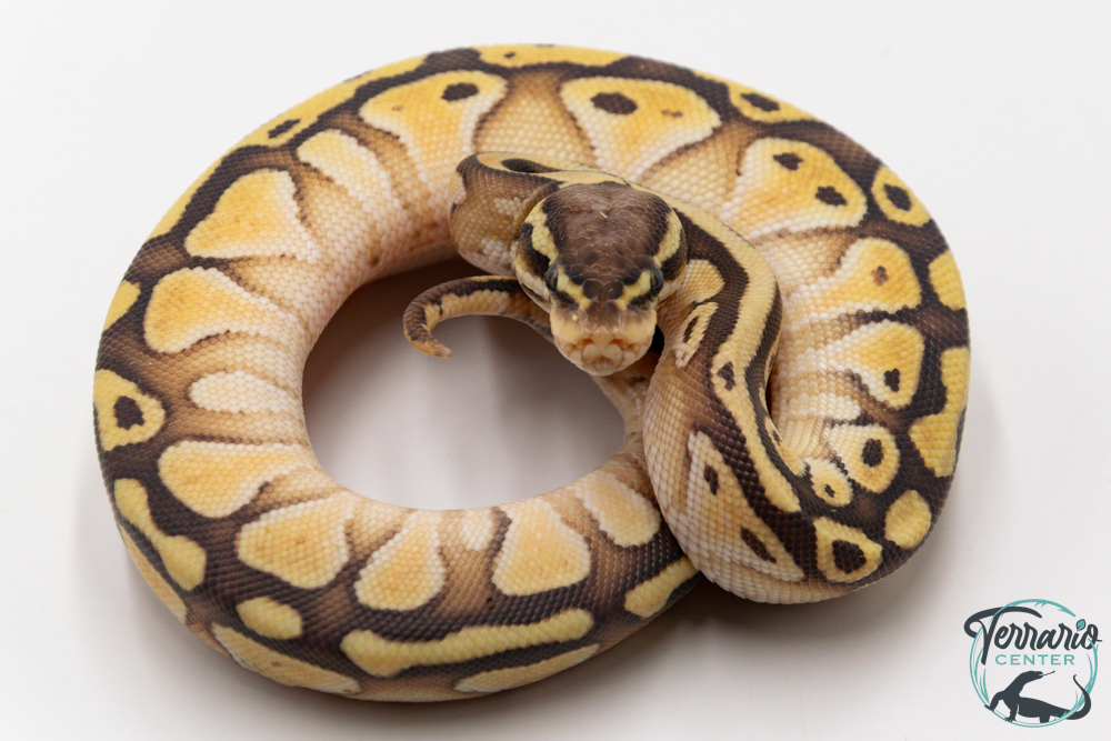 Python royal - Python regius Butter Pastel Yellow Belly