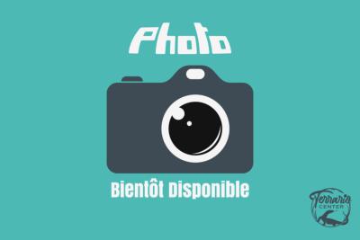 Acanthosaura armata - Dragon cornu des montagnes