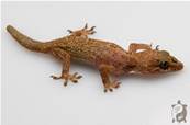 Hemidactylus brookii - Hémidactyle de Brook