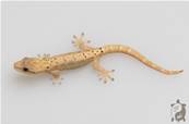 Lepidodactylus Lugubris - Gecko nain