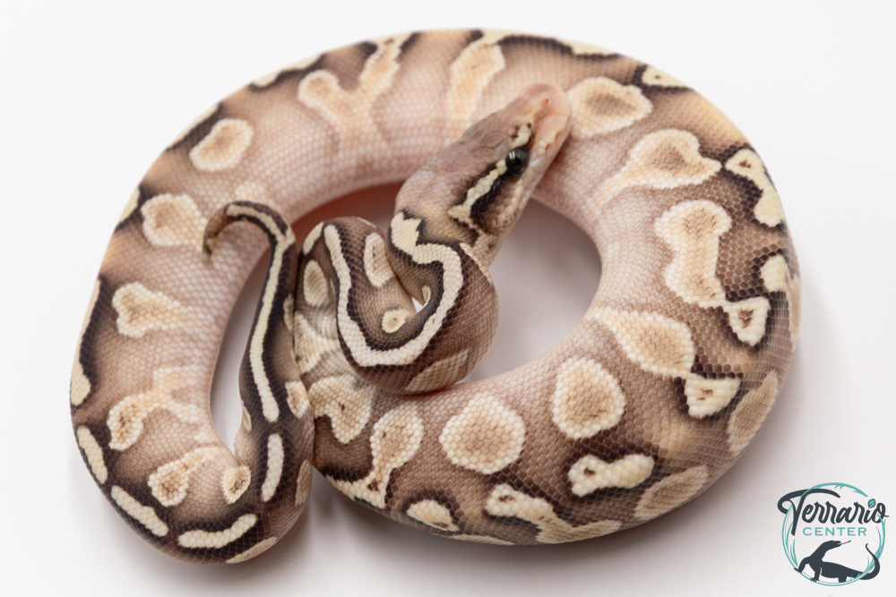 Python royal - Python regius GHI Butter Special