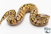 Python royal - Python regius Super Pastel Yellow Belly