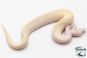 Python Royal - Python regius Ivory Lemon Blast