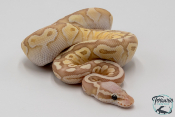 Python royal - Python regius Banana Firefly Butter