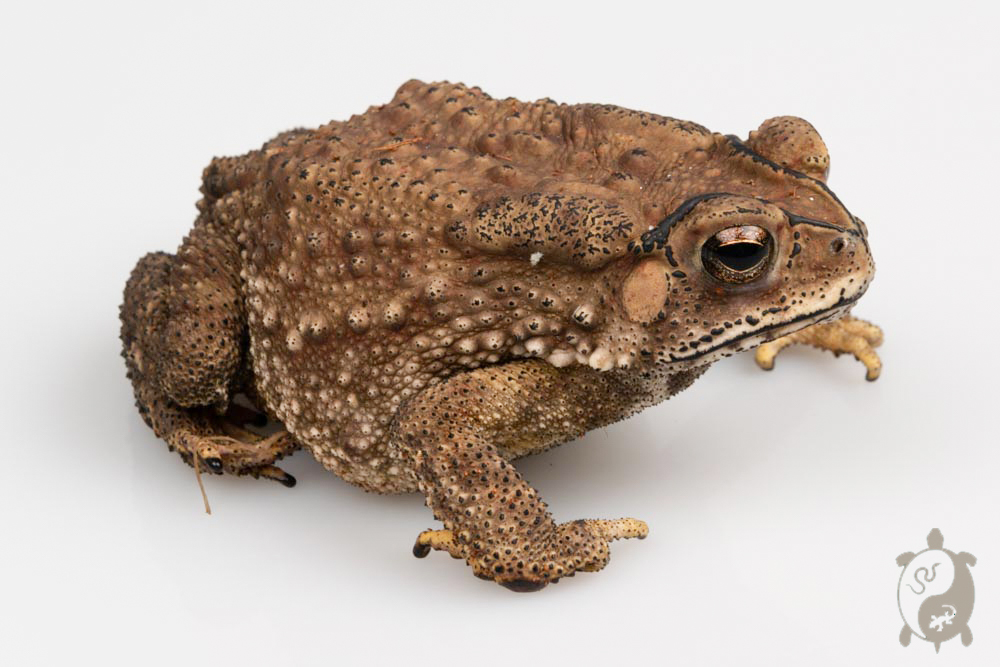Duttaphrynus melanostictus - Crapaud masqué