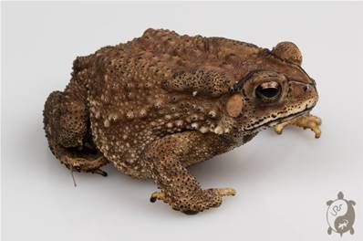 Duttaphrynus melanostictus - Crapaud masqué