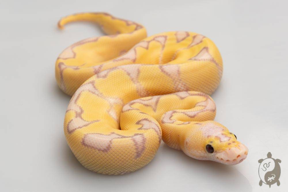 Python regius Super Pastel Banana Enchi Clown