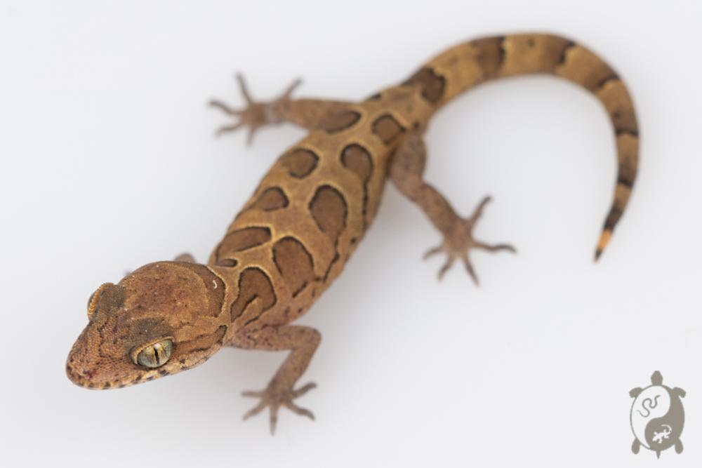 Geckoella nebulosus - Gecko indien assombri 04