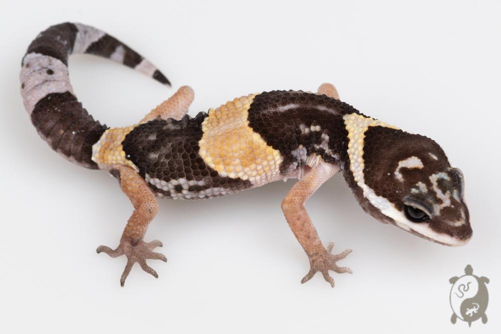 Eublepharis hardwickii - Gecko Leopard Indien 03