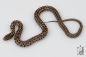 Elaphe Dione Classique - Serpent ratier des steppes - NC 2026