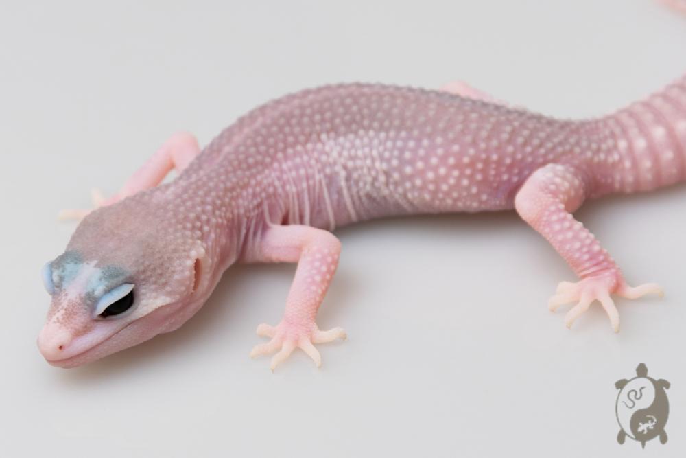 EJ31 - Gecko Léopard - Eublepharis Macularius Super Platinium ph Ember - non sexé - NC 2021