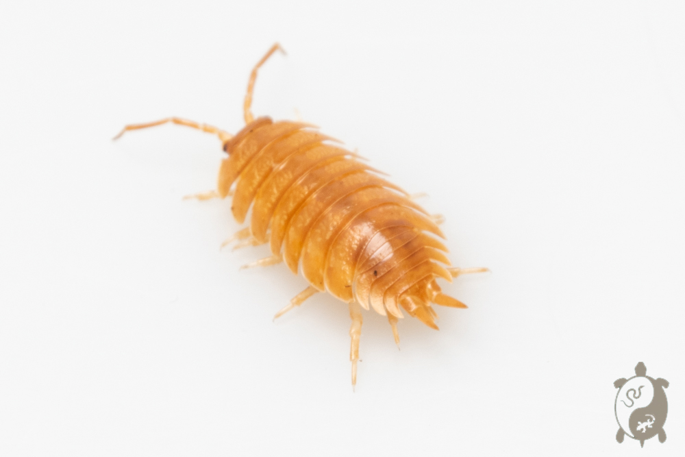 Porcellio laevis "Orange"