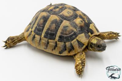 Tortue d'Hermann - Testudo hermanni boettgeri 12-15 cm - Femelle